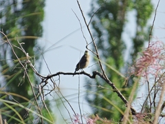 Molothrus bonariensis