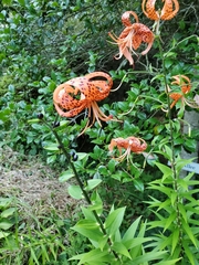 Lilium lancifolium