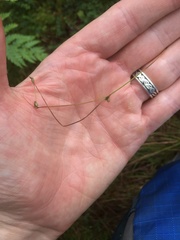 Carex trisperma
