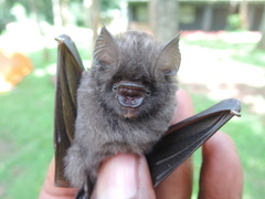 Hipposideros beatus
