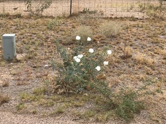 Argemone pleiacantha