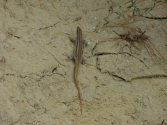 Podarcis erhardii riveti