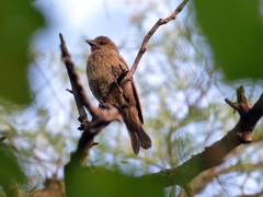 Molothrus bonariensis