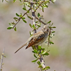 Zonotrichia capensis
