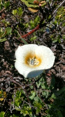 Calochortus subalpinus