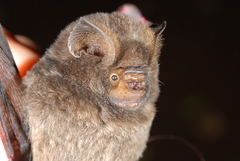 Hipposideros beatus