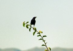 Molothrus bonariensis