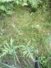 Torreyochloa pallida