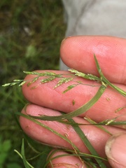 Torreyochloa pallida