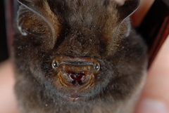 Hipposideros beatus