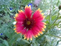 Gaillardia pulchella
