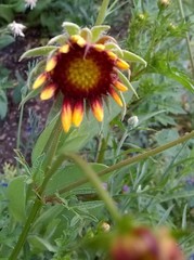 Gaillardia pulchella