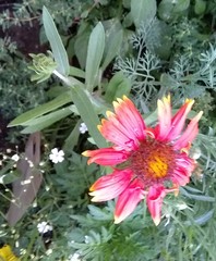 Gaillardia pulchella