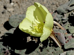 Oenothera xylocarpa