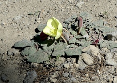 Oenothera xylocarpa
