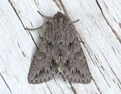 Andropolia contacta
