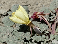 Oenothera xylocarpa