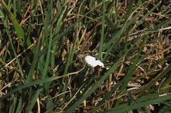 Ponometia erastrioides