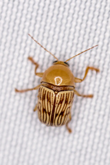 Cryptocephalus fulguratus