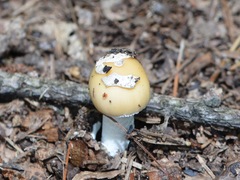 Amanita stranella