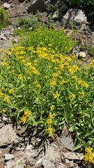 Arnica longifolia