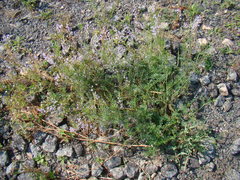 Astragalus sulcatus