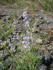 Astragalus sulcatus