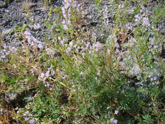 Astragalus sulcatus