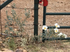 Argemone pleiacantha