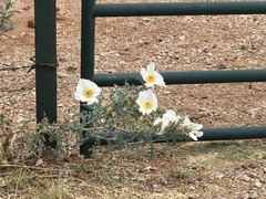 Argemone pleiacantha