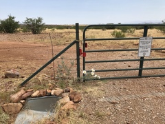 Argemone pleiacantha