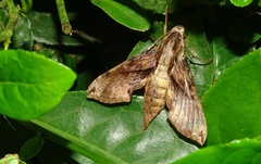 Eupanacra