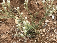 Lepidium thurberi