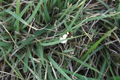 Ponometia erastrioides