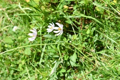 Cosmos diversifolius