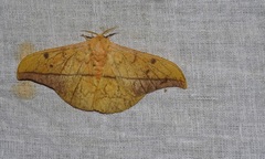 Cricula trifenestrata