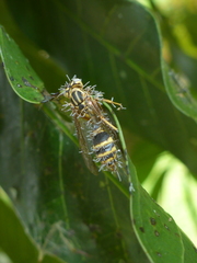 Image of Ophiocordyceps humbertii