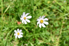 Cosmos diversifolius
