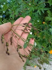 Panicum miliaceum