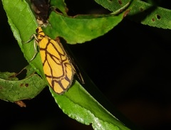 Cyme euprepioides