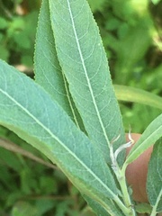 Salix sericea