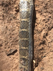 Palusophis bifossatus