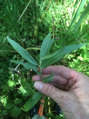 Salix sericea