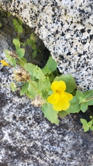 Erythranthe corallina