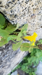 Erythranthe corallina