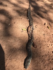 Palusophis bifossatus