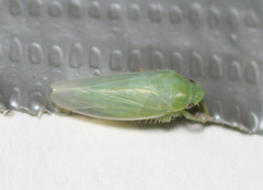 Gyponana angulata
