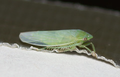 Gyponana angulata