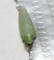 Gyponana angulata
