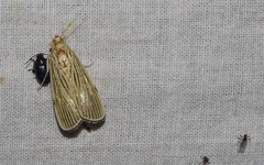 Tyspanodes linealis